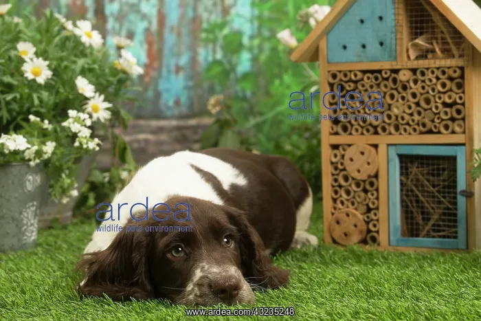 : English Springer Spaniel outdoors in the garden : English Springer Spaniel outdoors in the garden