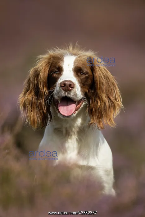 : English Springer Spaniel in pink heather : English Springer Spaniel in pink heather