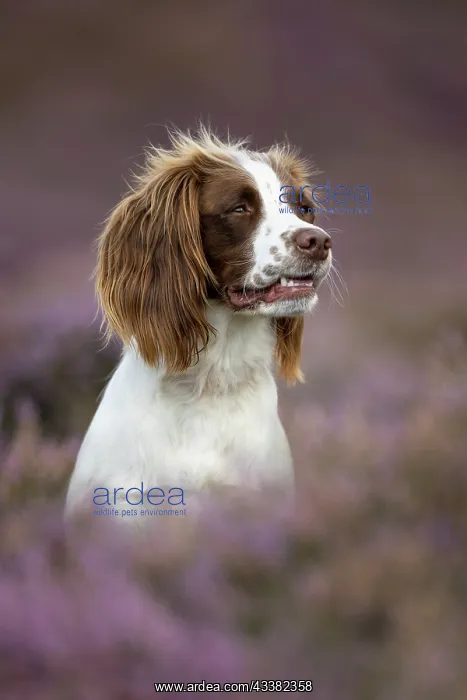 : English Springer Spaniel in pink heather : English Springer Spaniel in pink heather