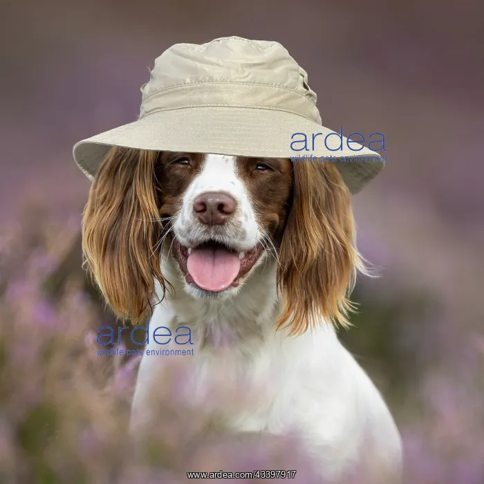 : English Springer Spaniel in pink heather wearing a safari ha : English Springer Spaniel in pink heather wearing a safari ha