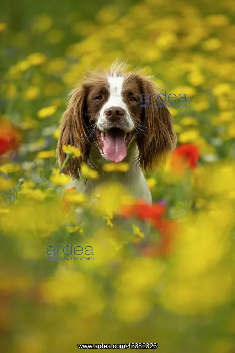 : English Springer Spaniel in wild flowers : English Springer Spaniel in wild flowers