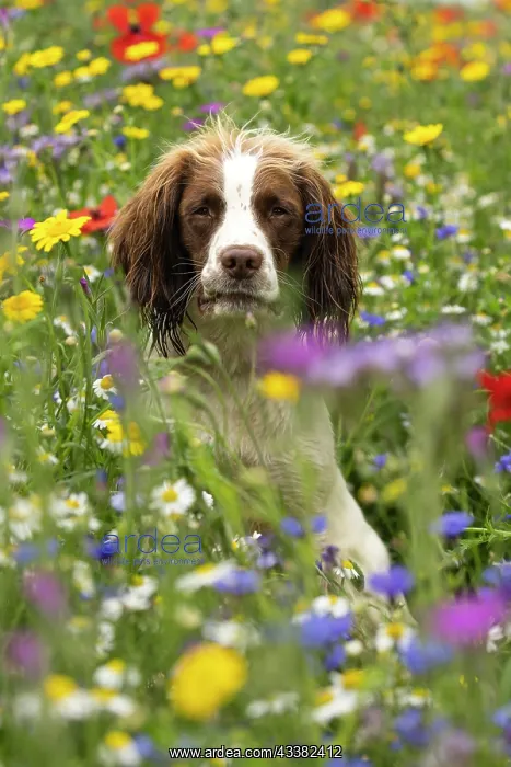 : English Springer Spaniel in wild flowers : English Springer Spaniel in wild flowers