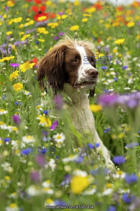 : English Springer Spaniel in wild flowers : English Springer Spaniel in wild flowers