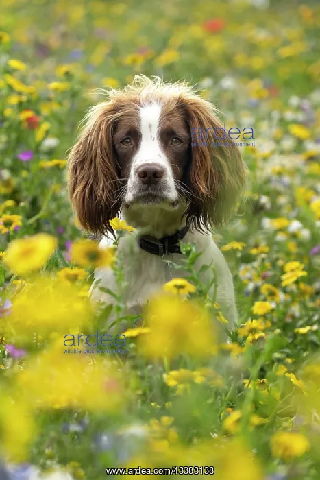 : English Springer Spaniel in wild flowers : English Springer Spaniel in wild flowers