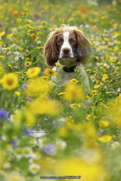 : English Springer Spaniel in wild flowers : English Springer Spaniel in wild flowers