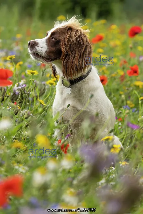 : English Springer Spaniel in wild flowers : English Springer Spaniel in wild flowers