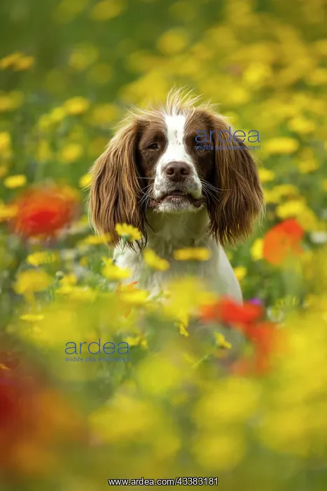 : English Springer Spaniel in wild flowers : English Springer Spaniel in wild flowers