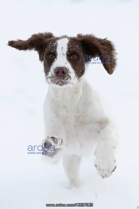  : English srpinger spaniel