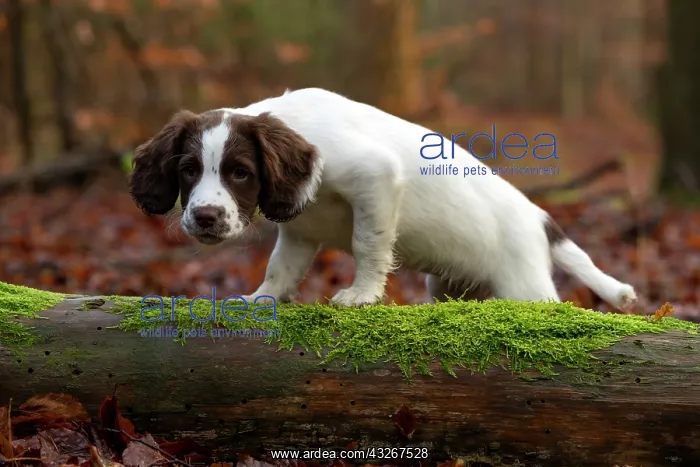 : English srpinger spaniel : English srpinger spaniel