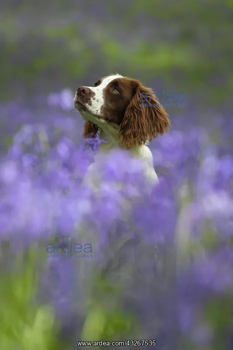  : English srpinger spaniel