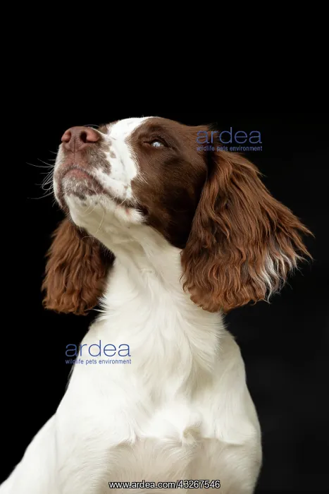  : English srpinger spaniel
