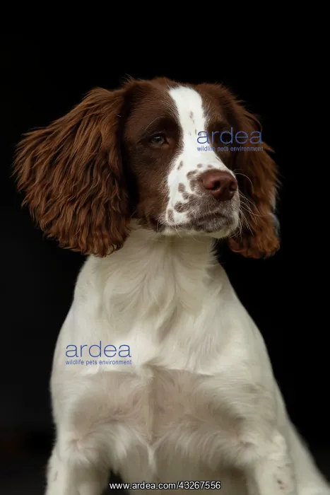 : English srpinger spaniel
