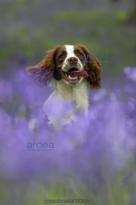  : English srpinger spaniel
