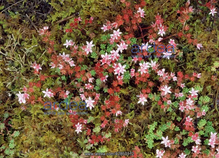 : ENGLISH STONECROP : ENGLISH STONECROP