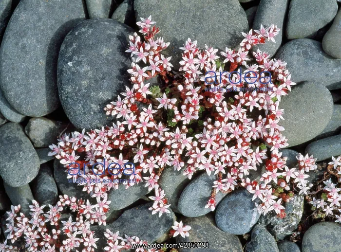 : English Stonecrop - among lichen covered pebbles : English Stonecrop - among lichen covered pebbles