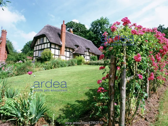 : English Thatched Roof Cottage and Garden : English Thatched Roof Cottage and Garden