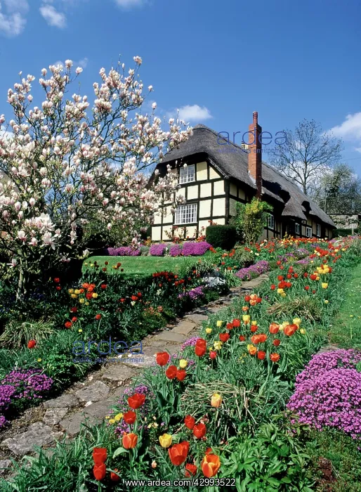 : English Thatched Roof Cottage and Garden : English Thatched Roof Cottage and Garden