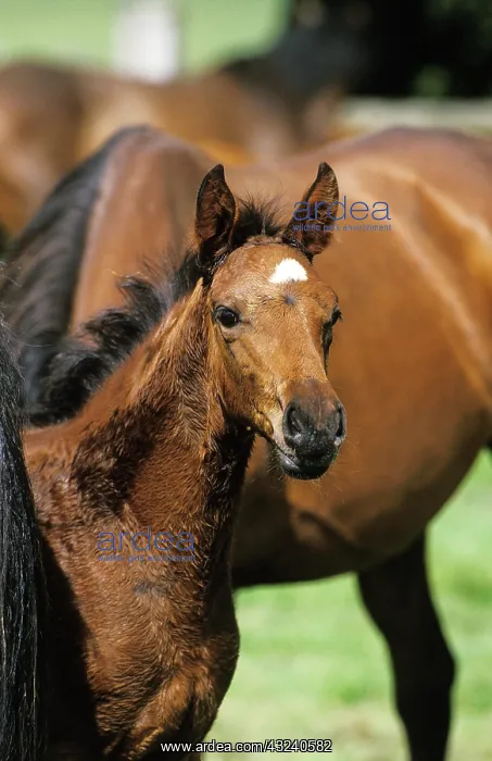 : English Thoroughbred Horse, Foal : English Thoroughbred Horse, Foal