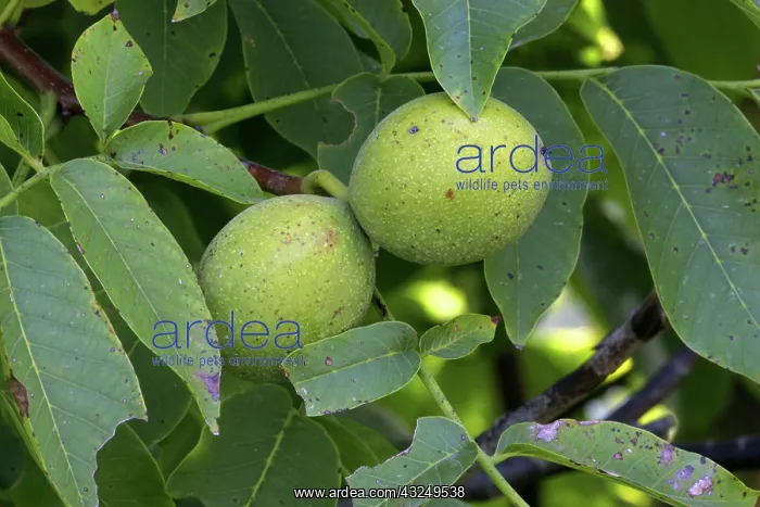 : English Walnut : English Walnut