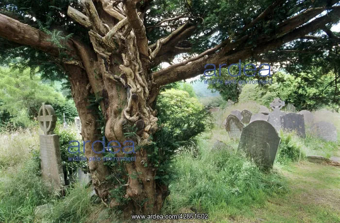 : English Yew Tree - in an old cemetery : English Yew Tree - in an old cemetery