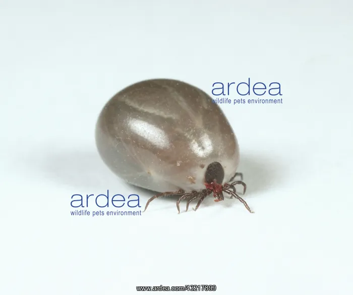 : Engorged adult tick : Engorged adult tick