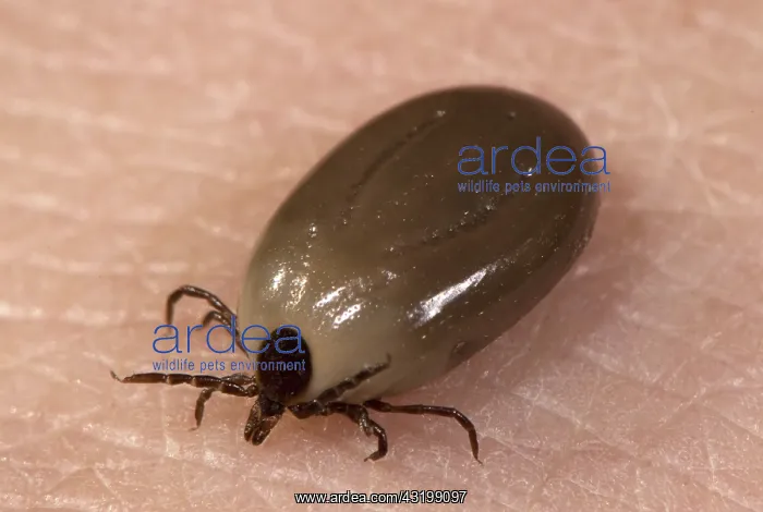: Engorged Ixodes Tick : Engorged Ixodes Tick