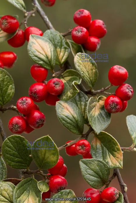 : Engraved Cotoneaster (Cotoneaster insculptus) : Engraved Cotoneaster (Cotoneaster insculptus)