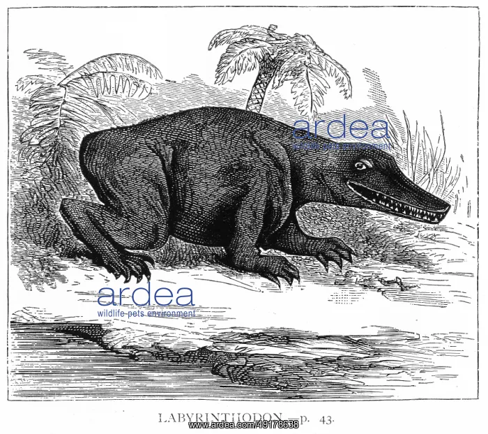 : Engraving of a Labyrinthodont : Engraving of a Labyrinthodont