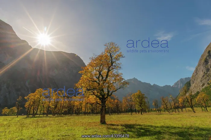 : Engtal, Groier Ahornboden, Karwendel Mountains : Engtal, Groier Ahornboden, Karwendel Mountains