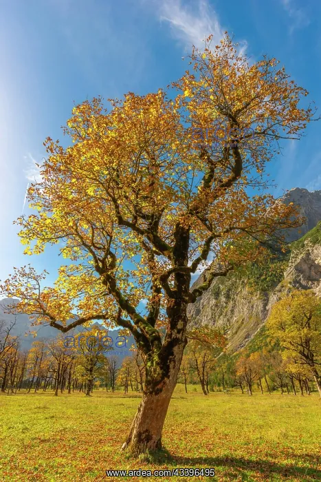 : Engtal, Groier Ahornboden, Karwendel Mountains : Engtal, Groier Ahornboden, Karwendel Mountains