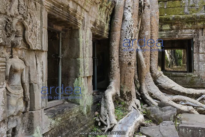 : Engulfed by the Bohdi tree, jungle temple : Engulfed by the Bohdi tree, jungle temple