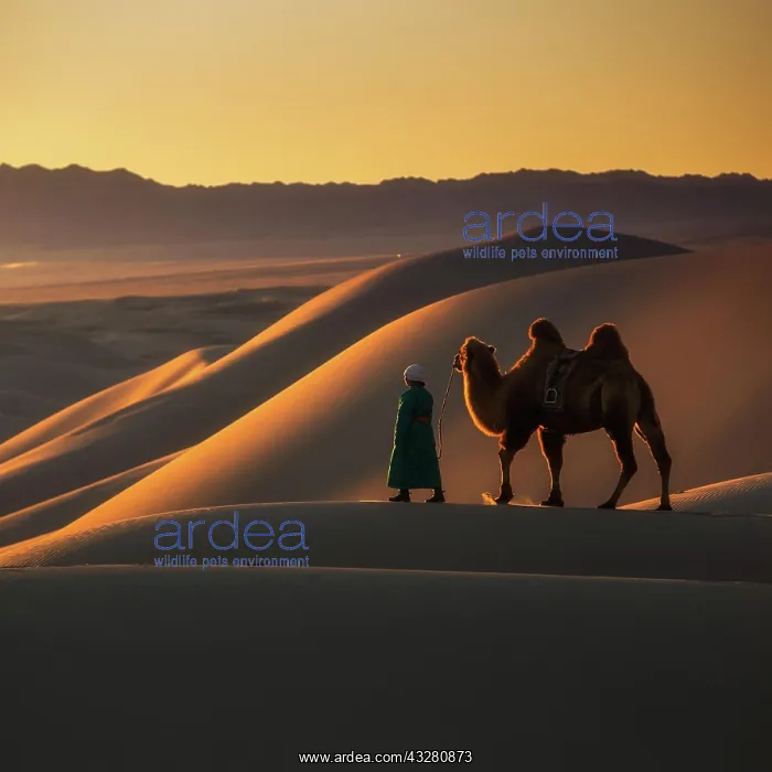 : Enjoying beautiful sunset from the top of sand dunes : Enjoying beautiful sunset from the top of sand dunes