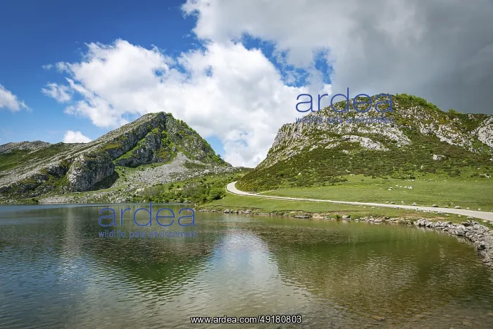 : The enollake one of the two Lakes of the Lakes of Covadolga in the Picos de Europa mountains : The enollake one of the two Lakes of the Lakes of Covadolga in the Picos de Europa mountains