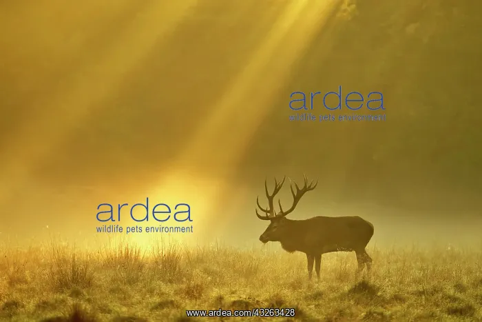  : Enormous Red deer (Cervus elaphus), Sunrise with