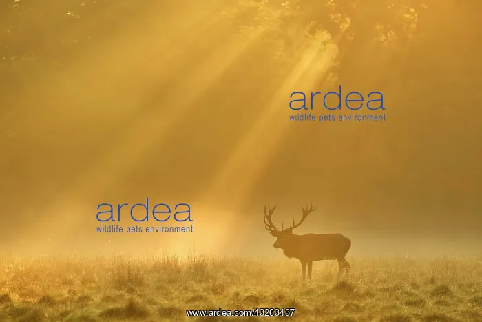 : Enormous Red deer (Cervus elaphus), Sunrise with : Enormous Red deer (Cervus elaphus), Sunrise with