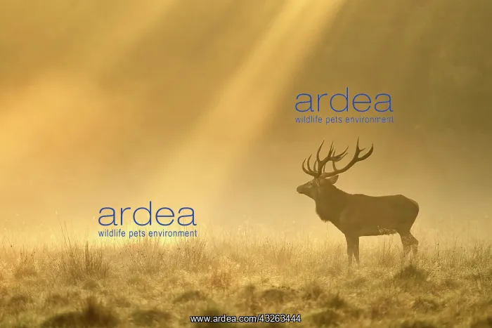 : Enormous Red deer (Cervus elaphus), Sunrise with : Enormous Red deer (Cervus elaphus), Sunrise with