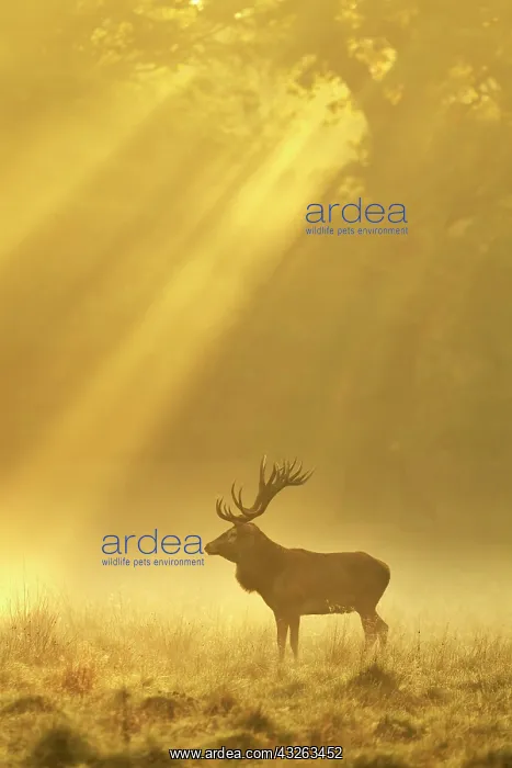 : Enormous Red deer (Cervus elaphus), Sunrise with : Enormous Red deer (Cervus elaphus), Sunrise with