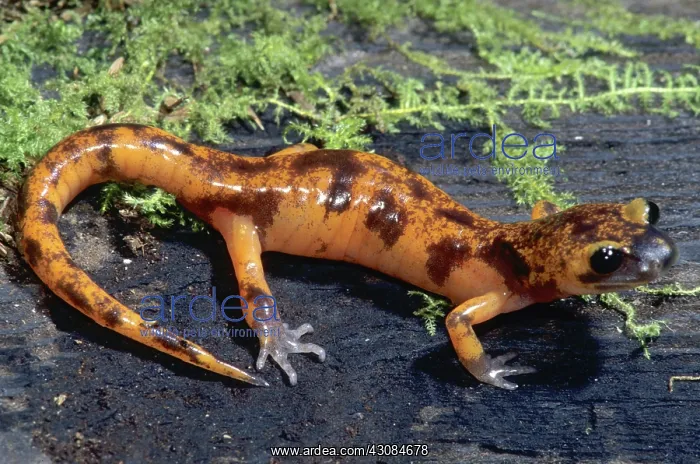 : Ensatina Salamander Intergrade : Ensatina Salamander Intergrade