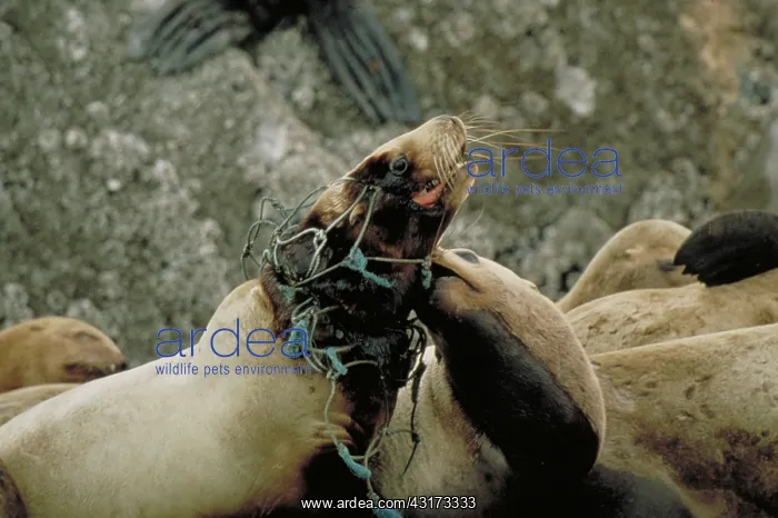 : Entangled steller sea lion : Entangled steller sea lion
