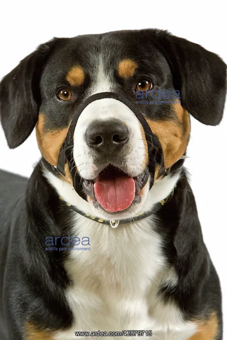 : Entelbuch Mountain Dog. Also know as Entelbucher : Entelbuch Mountain Dog. Also know as Entelbucher