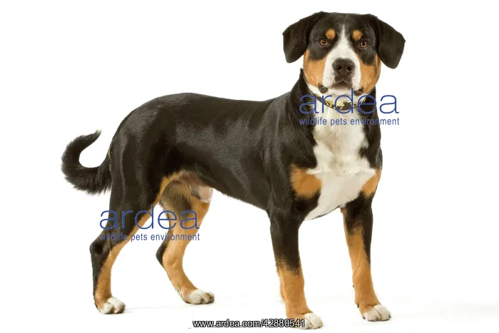: Entelbuch Mountain Dog. Also know as Entelbucher : Entelbuch Mountain Dog. Also know as Entelbucher