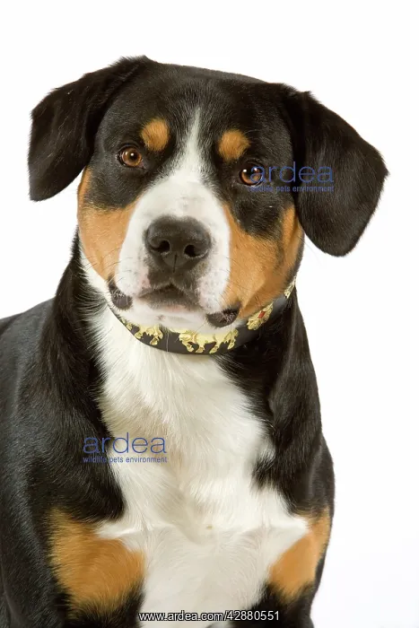 : Entelbuch Mountain Dog. Also know as Entelbucher : Entelbuch Mountain Dog. Also know as Entelbucher