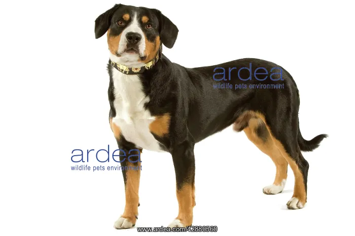 : Entelbuch Mountain Dog. Also know as Entelbucher : Entelbuch Mountain Dog. Also know as Entelbucher