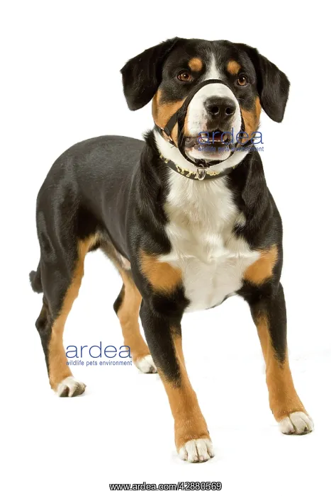 : Entelbuch Mountain Dog. Also know as Entelbucher : Entelbuch Mountain Dog. Also know as Entelbucher