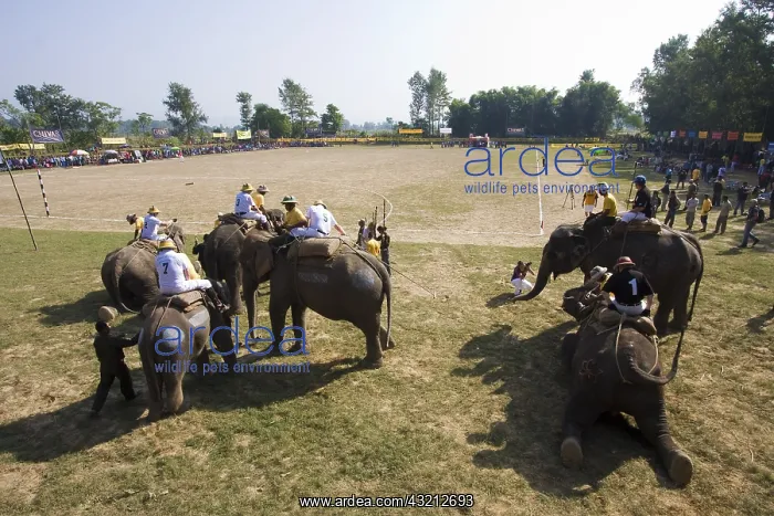  : Enter of the Elephants World Elephant PoloTerai Nepal