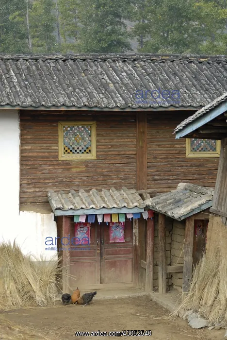 : Entering a house in a village Moso Yunnan : Entering a house in a village Moso Yunnan