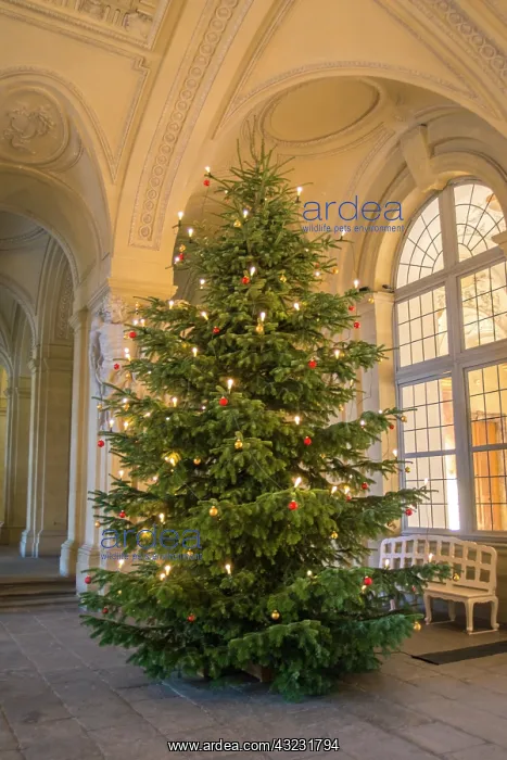 : Entrance hall with Christmas tree in Wurzburg : Entrance hall with Christmas tree in Wurzburg