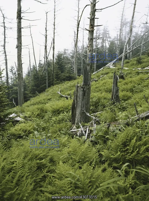 : Environmental Devastation : Environmental Devastation