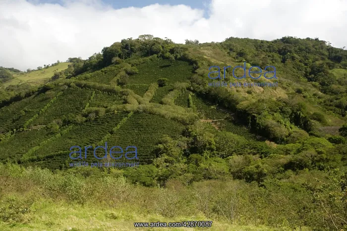 : Environmentally-friendly coffee plantations in : Environmentally-friendly coffee plantations in