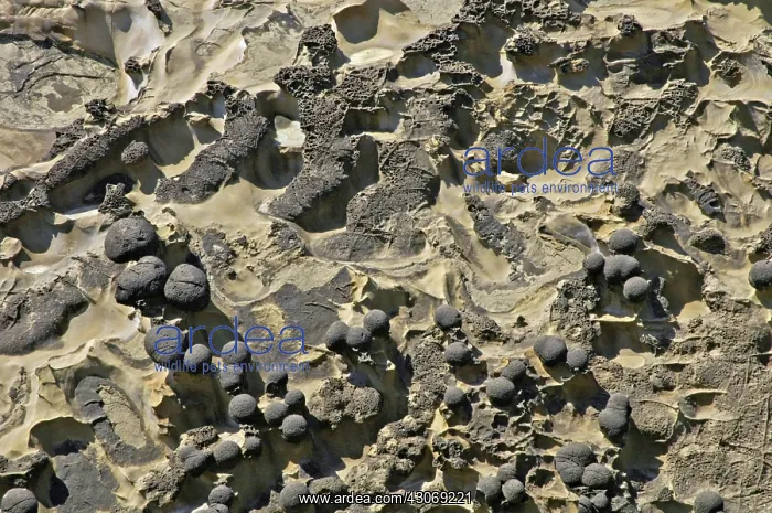 : Eocene Sandstone : Eocene Sandstone